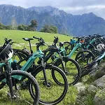 - Treeb Tramontana
